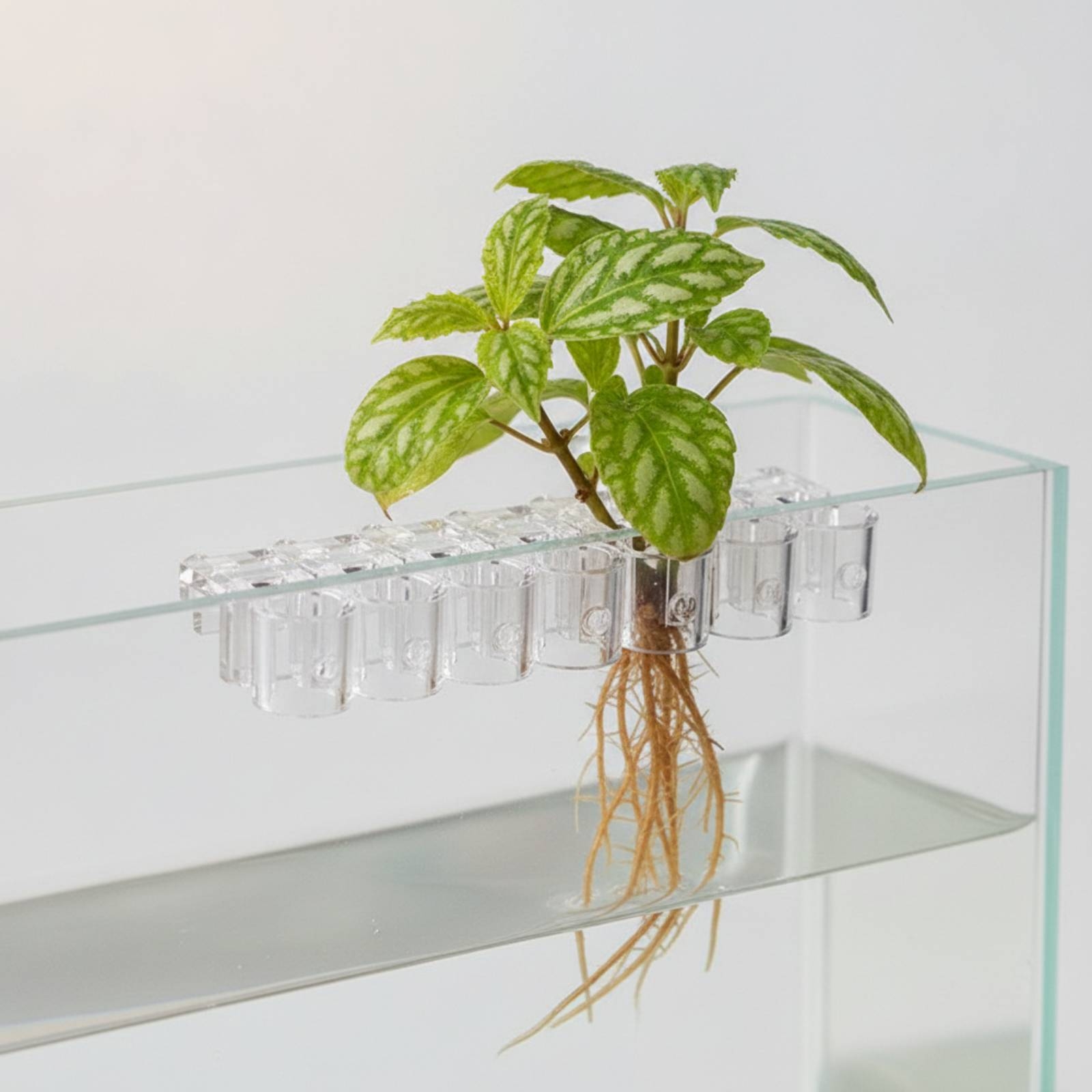 Lot de 6 supports transparents - Aquarium Plant Original avis et prix