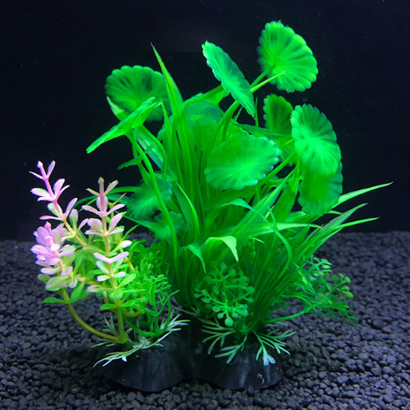 Décoration d'aquarium de plant - Aquarium Plant Varieties avis et prix